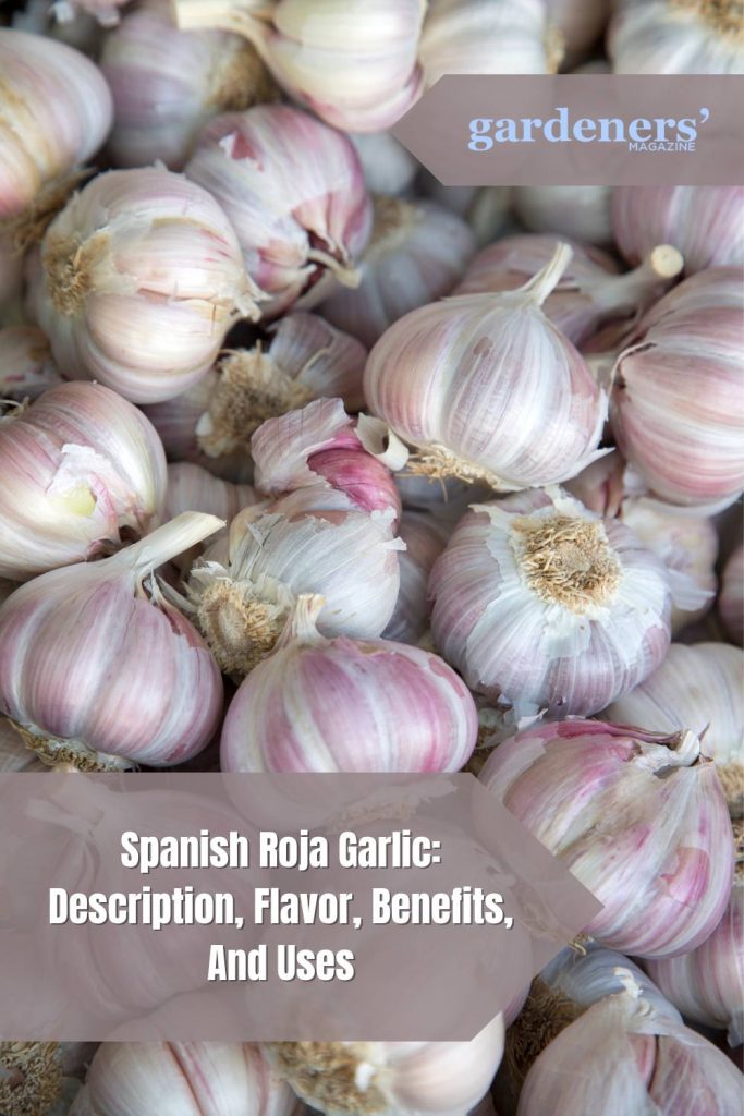 Spanish Roja Garlic Description