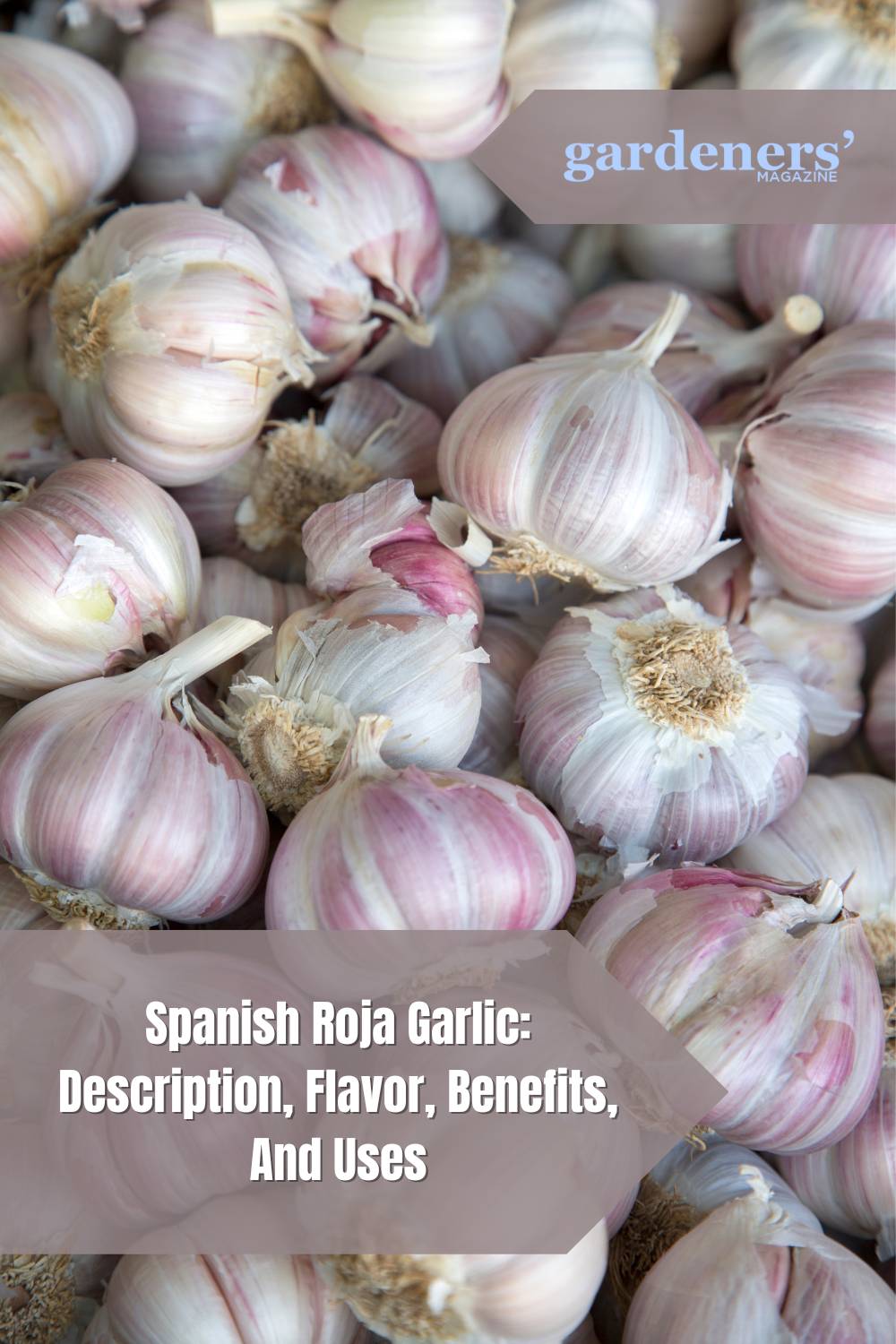 Spanish Roja Garlic Description, Flavor, Benefits, And Uses