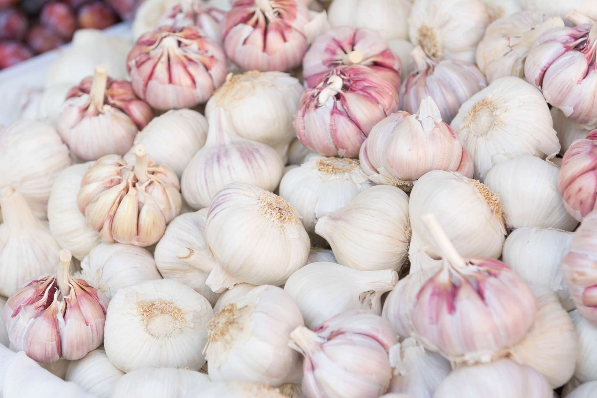 Spanish Roja Garlic