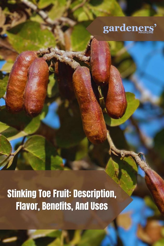Stinking Toe Fruit Description