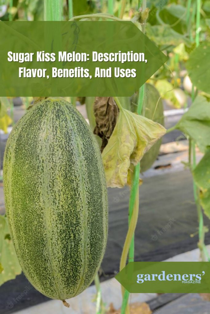 Sugar Kiss Melon Description, Flavor, Benefits, And Uses Gardeners