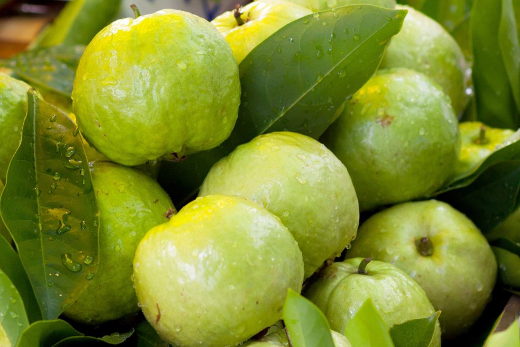 Thai Guava: Description, Flavor, Benefits, And Uses - Gardeners’ Magazine