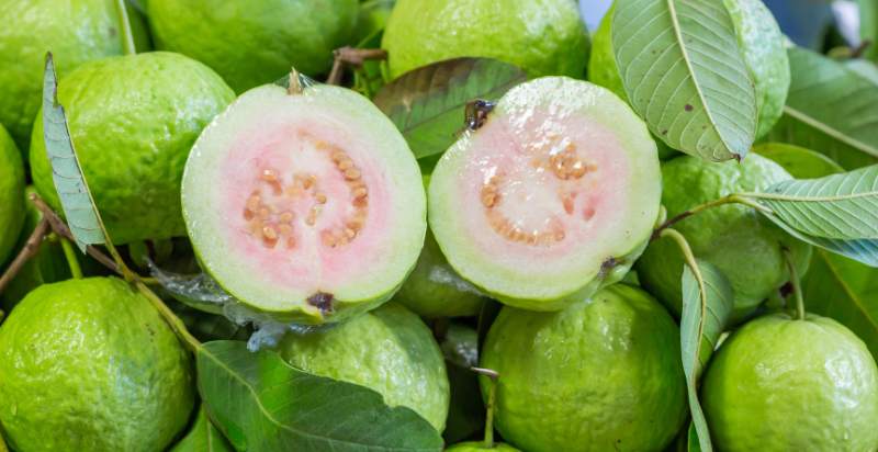 Thai Guava Uses