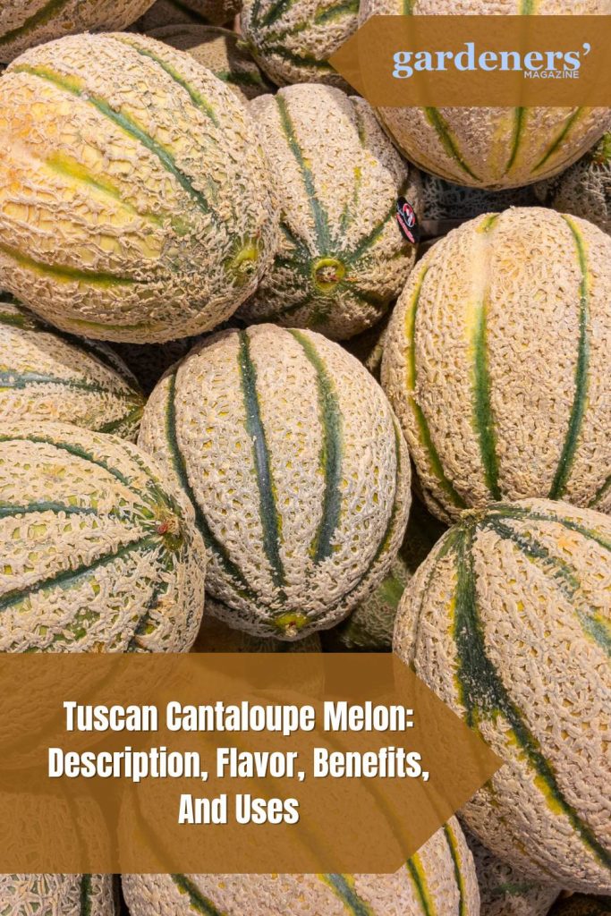 Tuscan Cantaloupe Melon