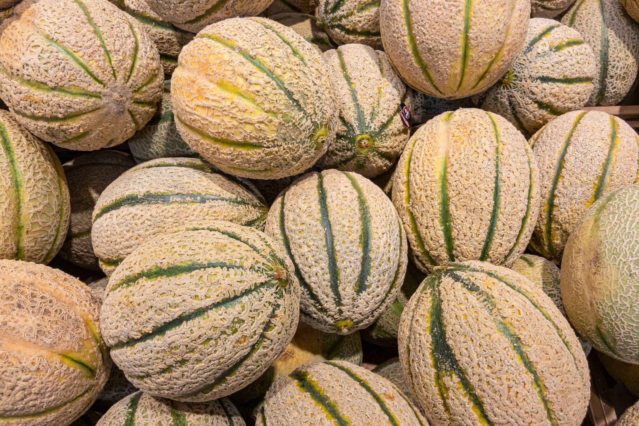 Tuscan Cantaloupe Melon