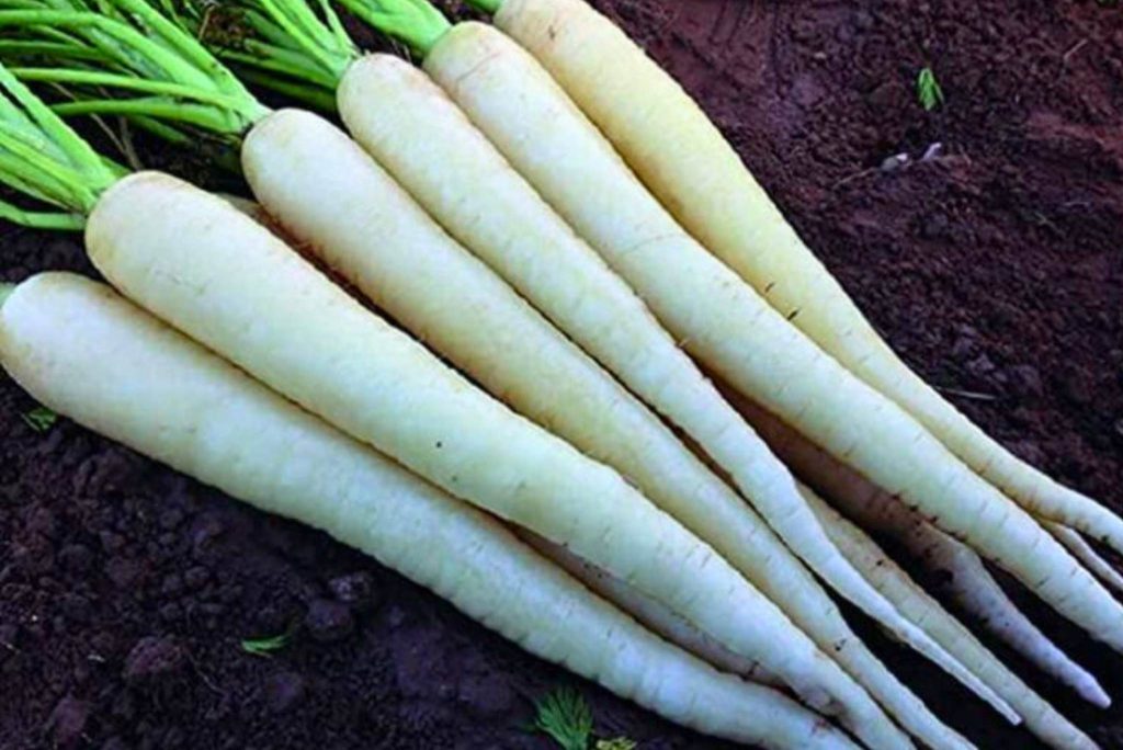 White Carrots Description, Flavor, Benefits, And Uses Gardeners' Magazine