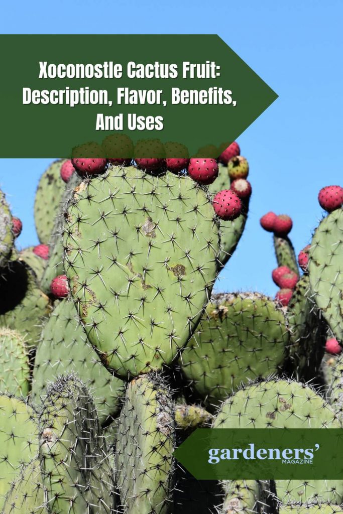 Xoconostle Cactus Fruit: Description, Flavor, Benefits, And Uses ...