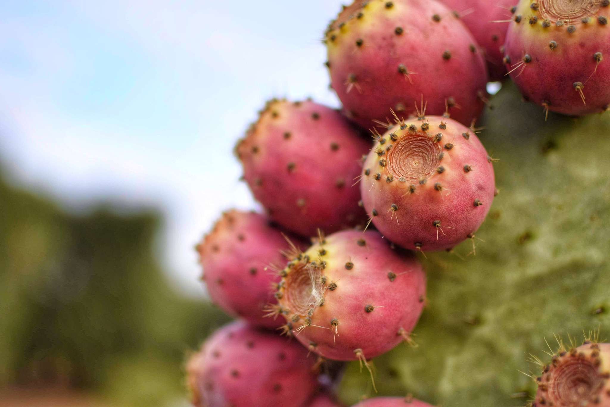 Xoconostle Cactus Fruit