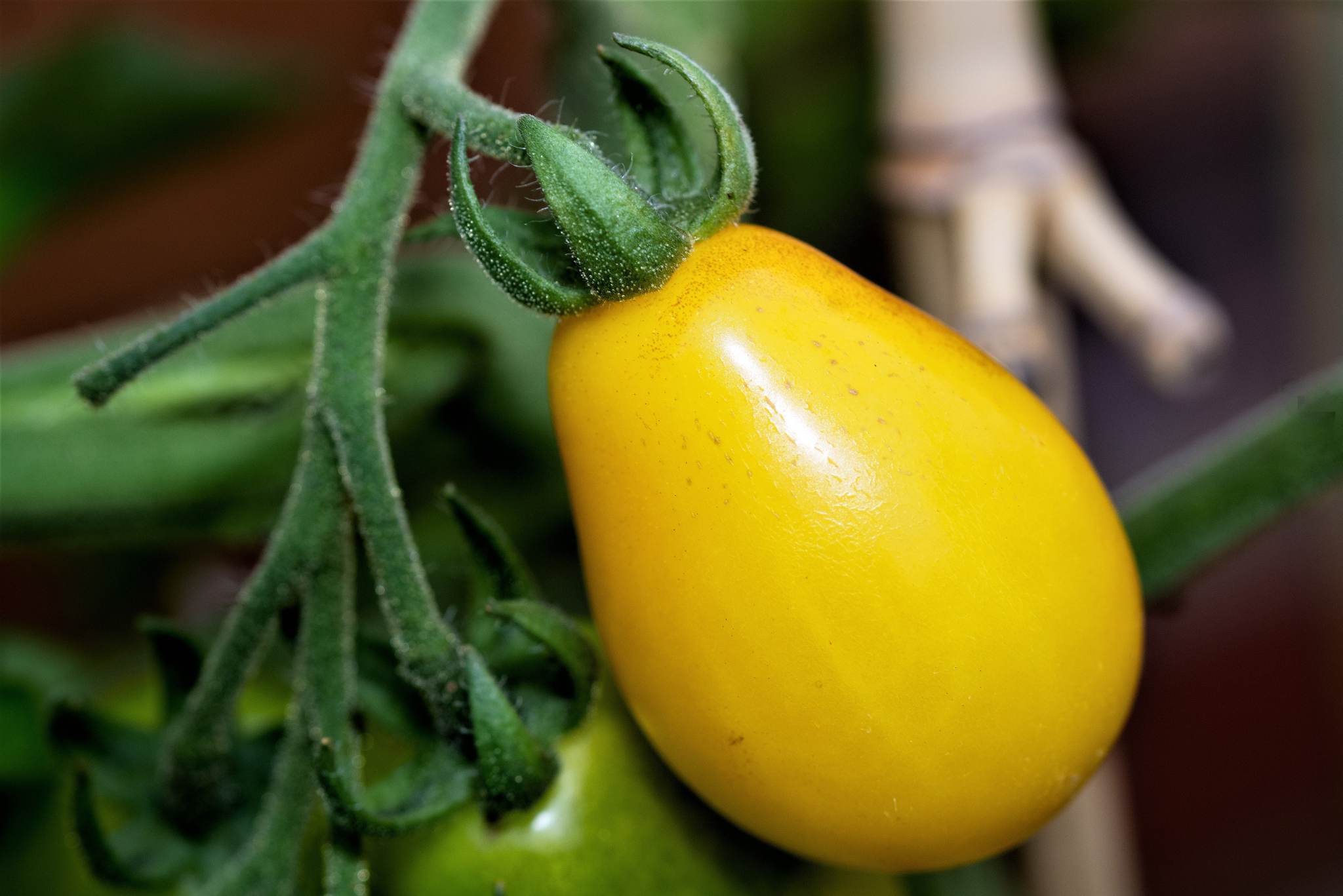 Yellow Pear Tomato