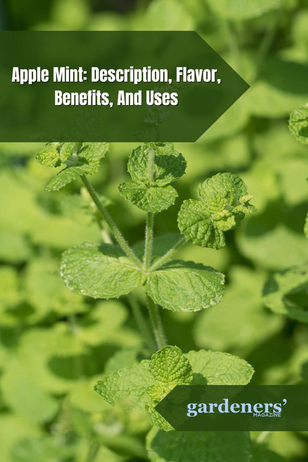 Apple Mint: Description, Flavor, Benefits, And Uses - Gardeners' Magazine