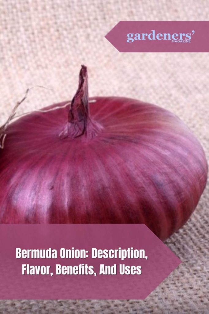 Bermuda Onion Description