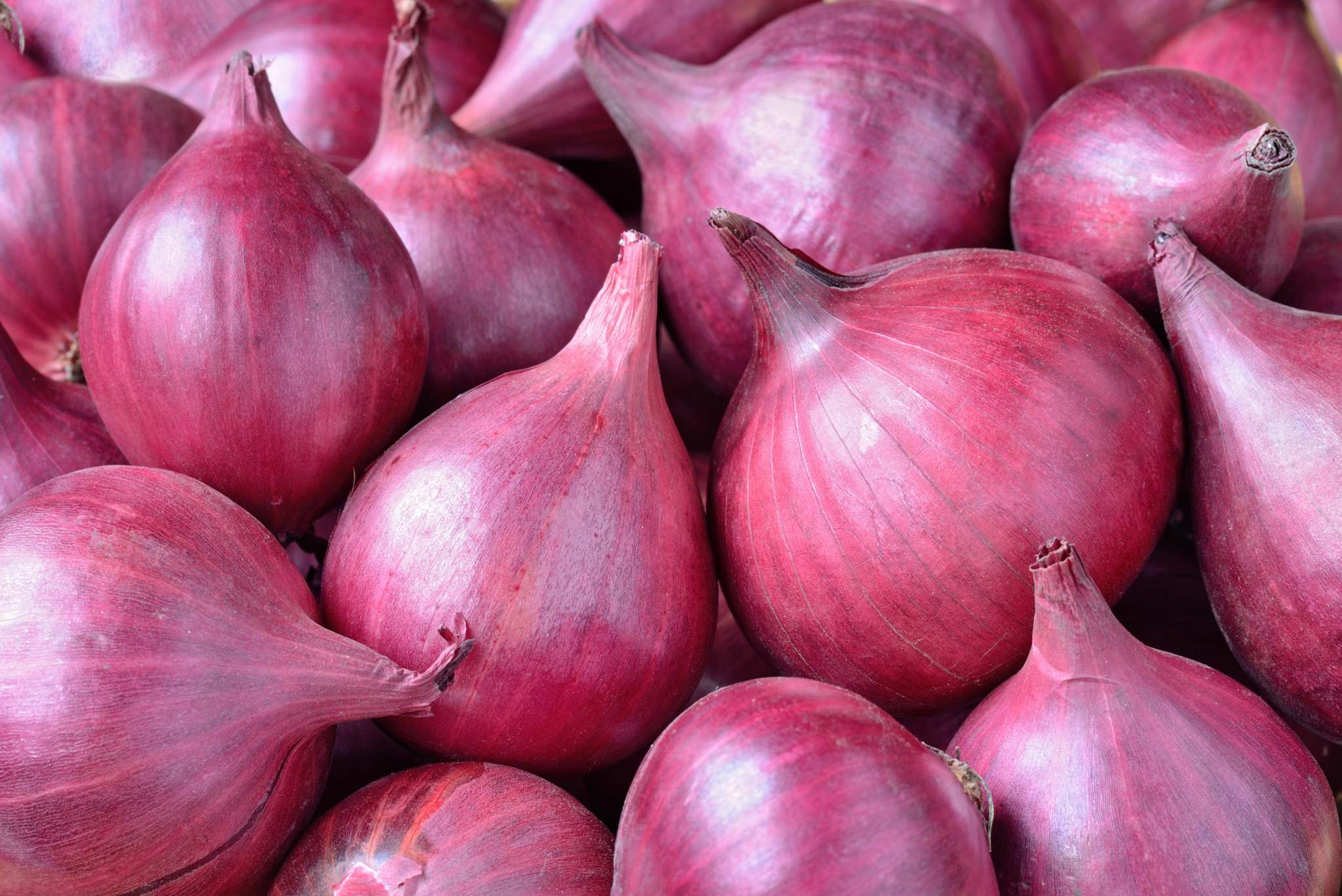 Bermuda Onion