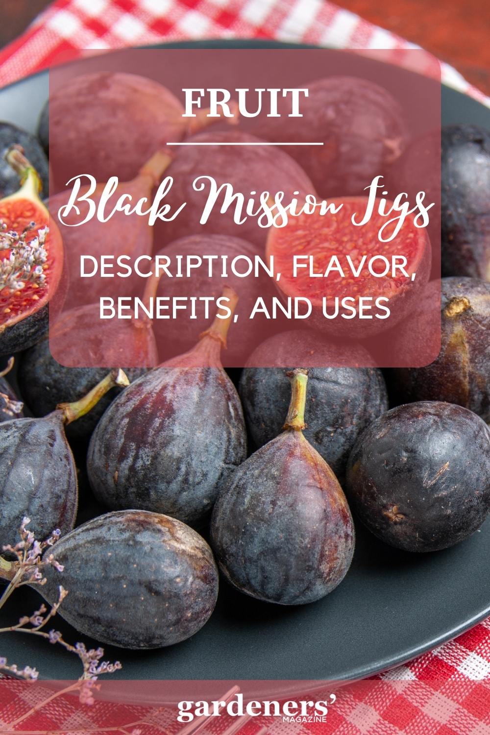 Black Mission Figs Description, Flavor, Benefits, And Uses Gardeners