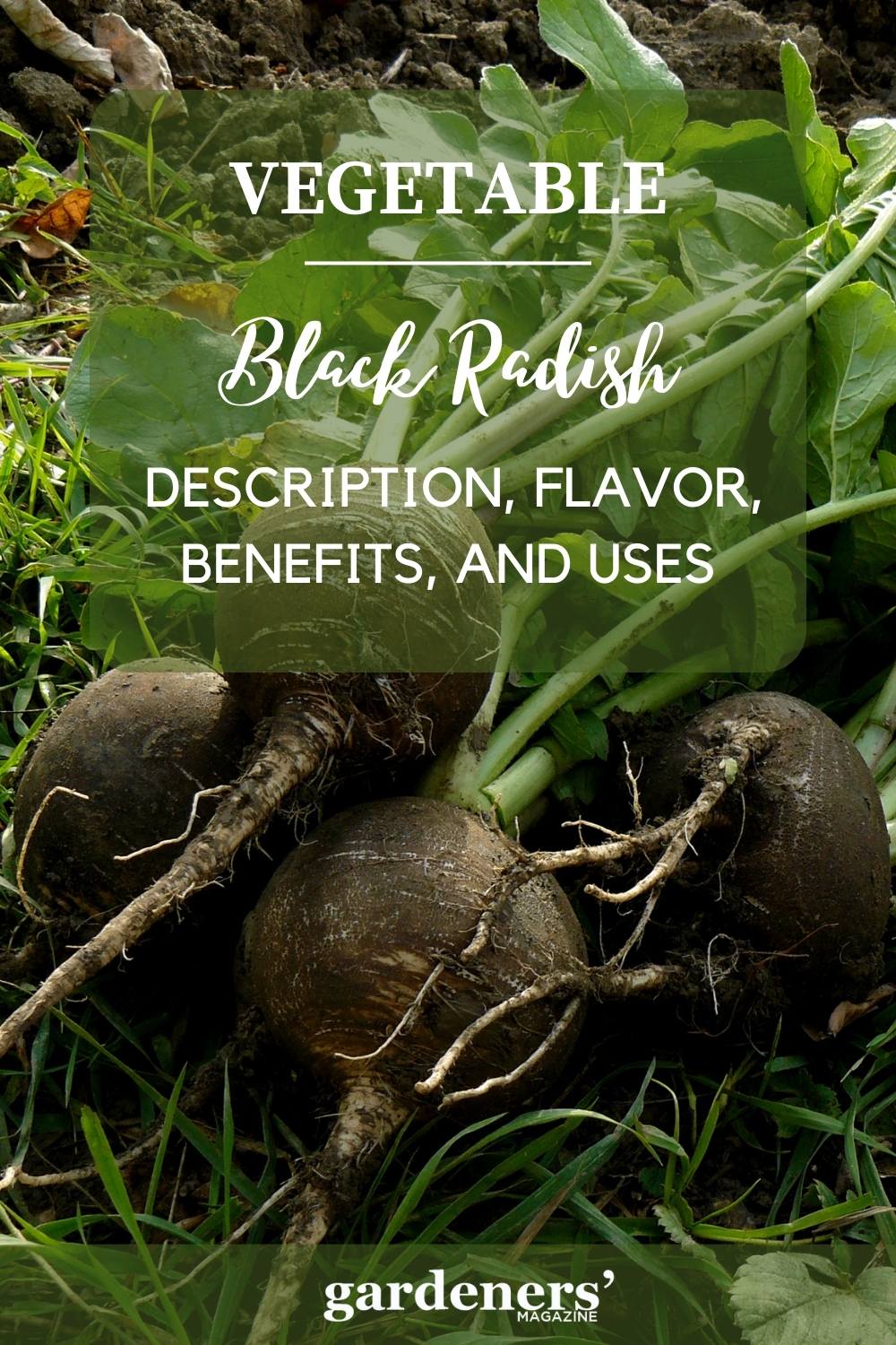 Black Radish Description, Flavor, Benefits, And Uses Gardeners' Magazine