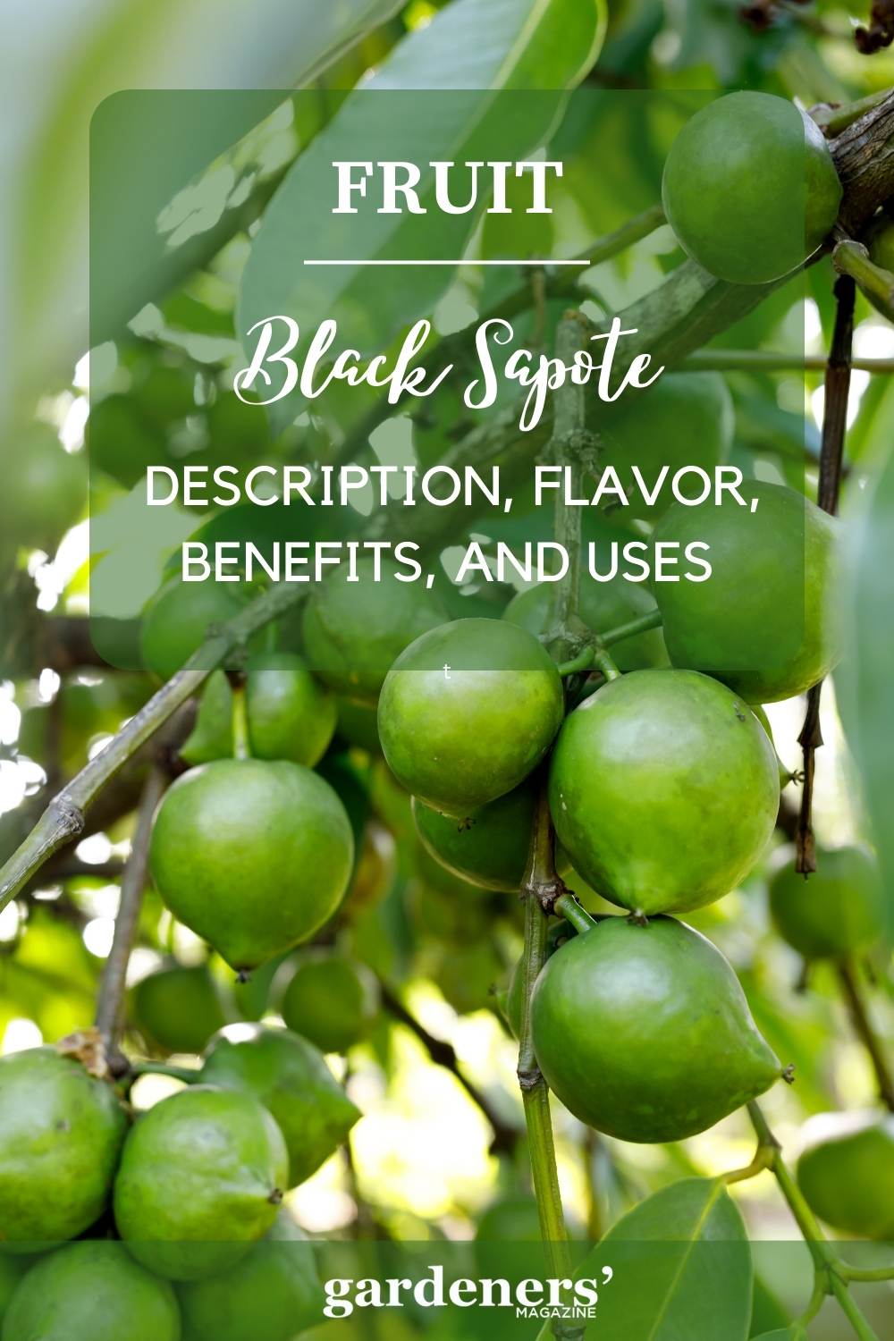 Discover The Sweet And Unexpected: Culinary Delights From The Black Sapote