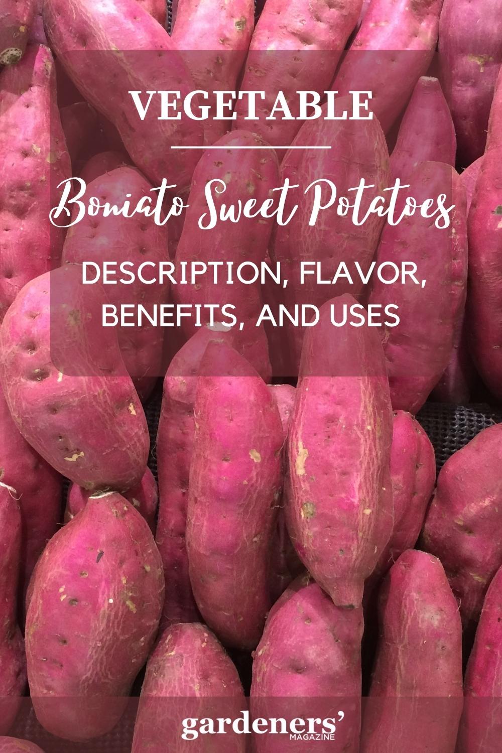 boniato-sweet-potatoes-description-flavor-benefits-and-uses-gardeners-magazine