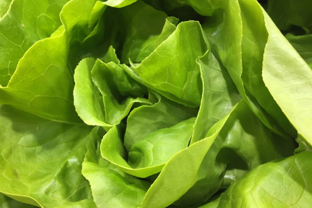 Boston Bibb Lettuce: Description, Flavor, Nutrition, And Uses ...