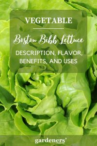 Boston Bibb Lettuce: Description, Flavor, Nutrition, And Uses ...