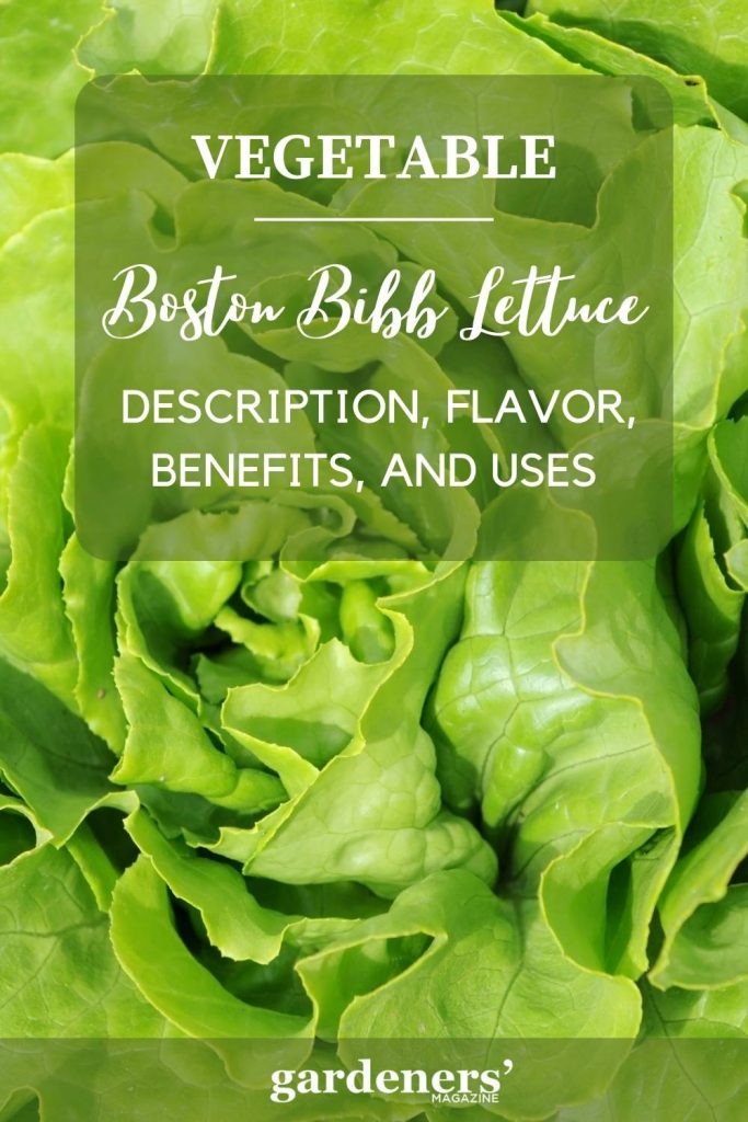 Boston Bibb Lettuce Description