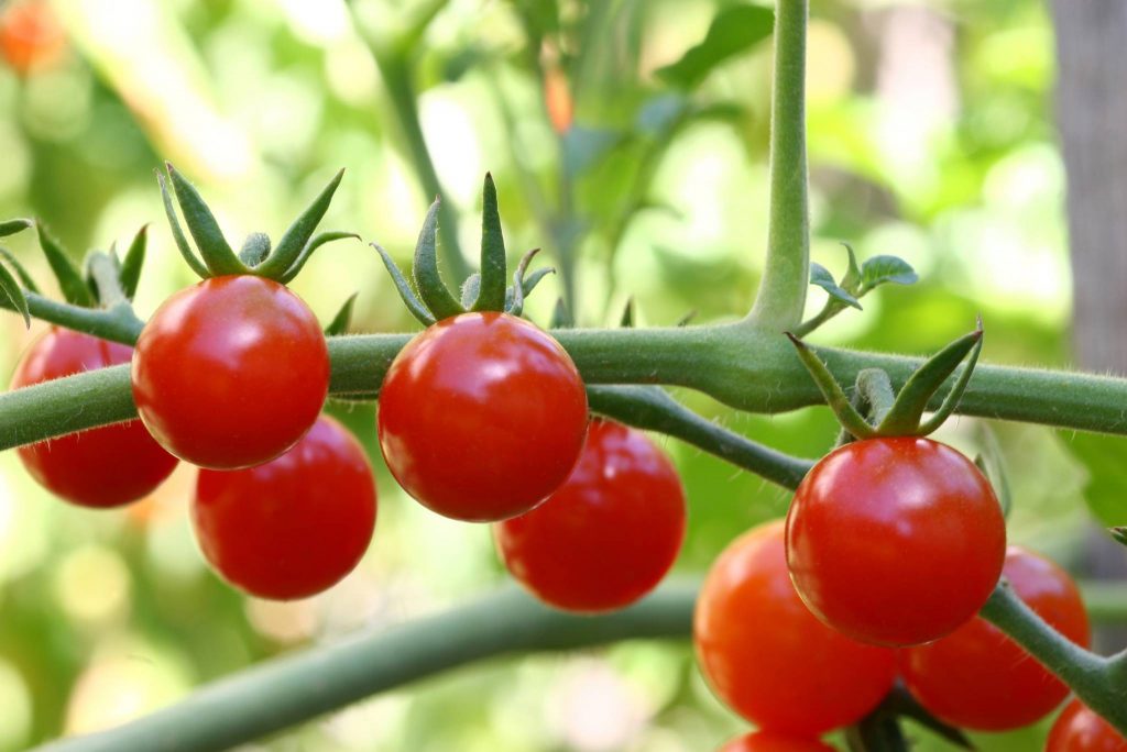 Campari Tomatoes: Description, Taste, Benefits, And Uses - Gardeners ...