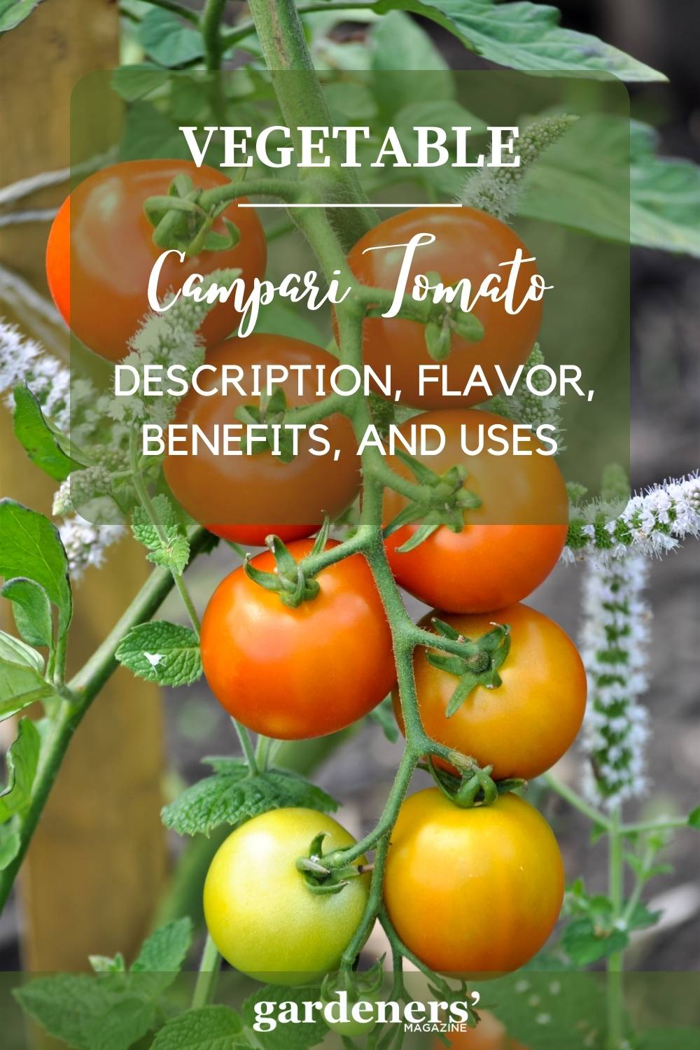 Campari Tomatoes Description, Taste, Benefits, And Uses Gardeners