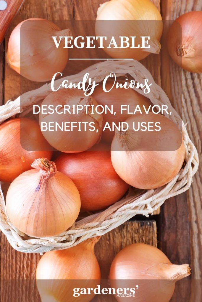 Candy Onions: Description, Flavor, Benefits, And Uses - Gardeners' Magazine