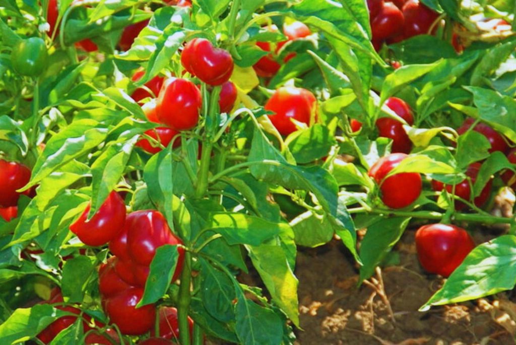 red-cherry-chile-peppers-description-flavor-benefits-and-uses