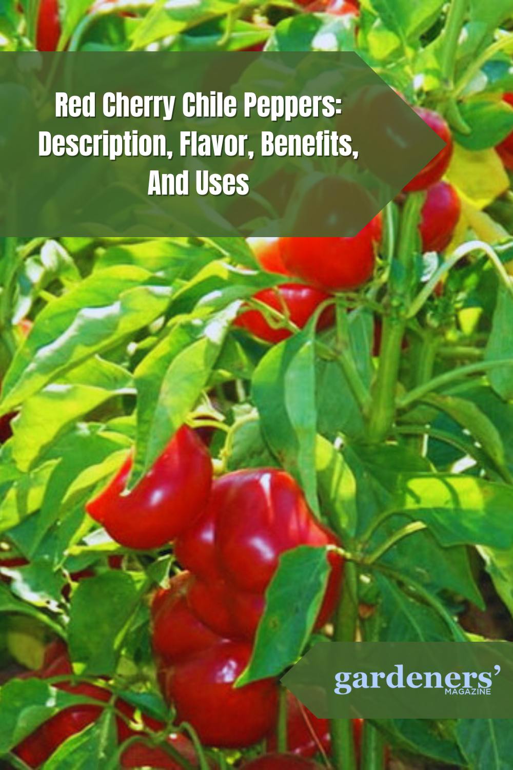 Red Cherry Chile Peppers Description, Flavor, Benefits, And Uses