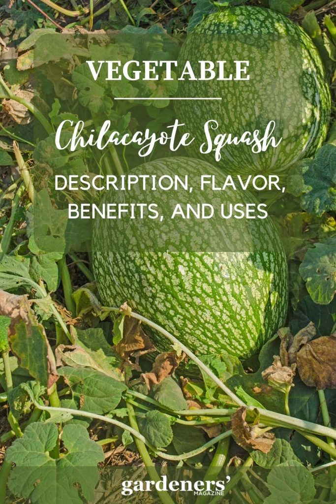 Chilacayote Squash Description