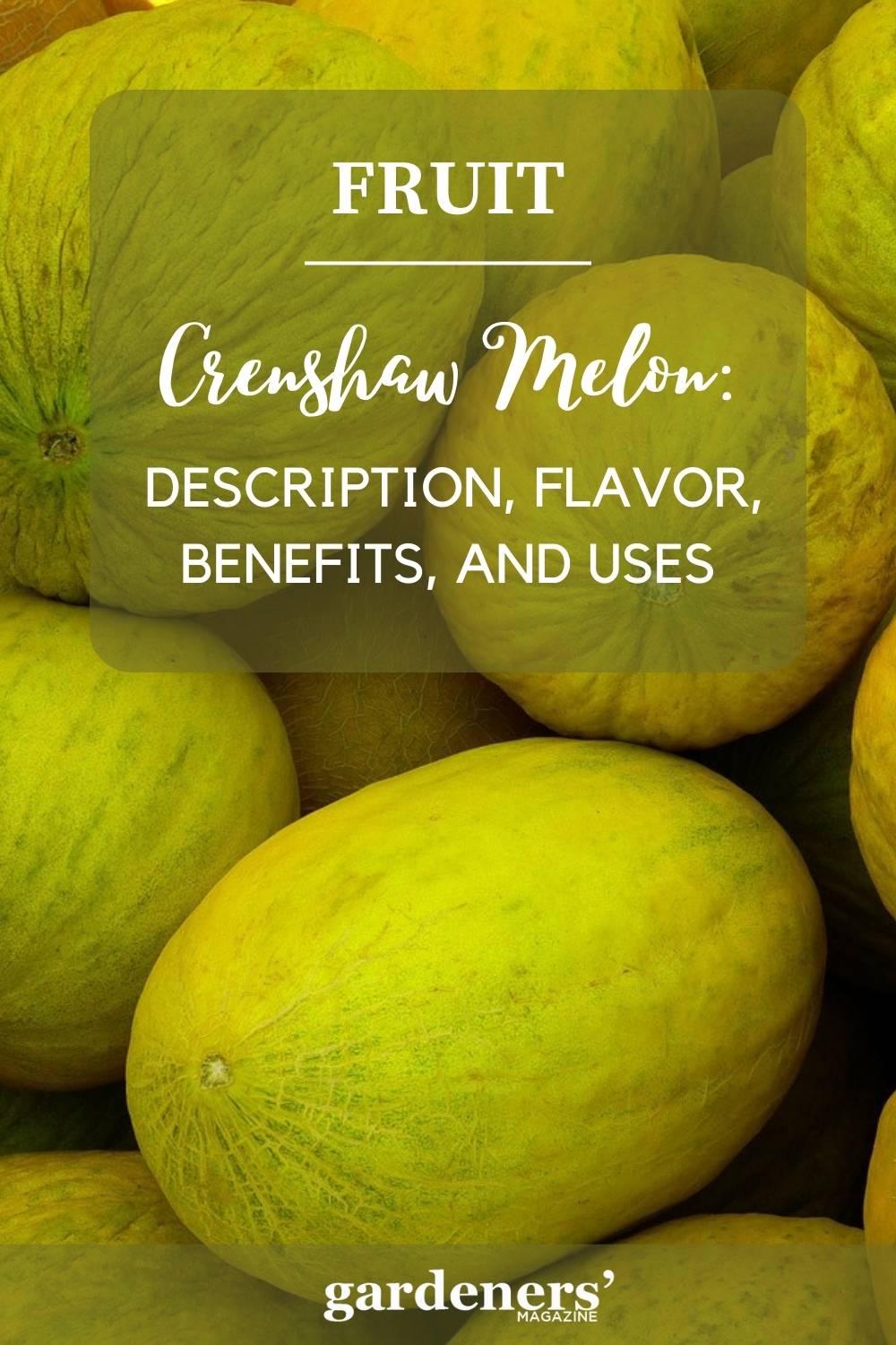 Crenshaw Melon Description, Flavor, Benefits, And Uses Gardeners
