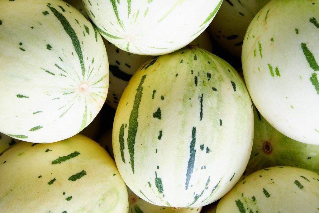 Dino Melons Description, Flavor, Benefits, And Uses Gardeners' Magazine