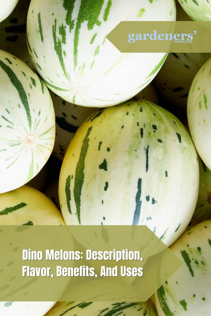 Dino Melon Description