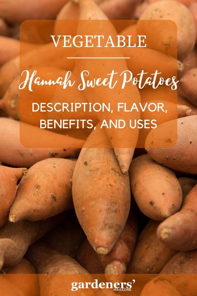 Hannah Sweet Potatoes Description