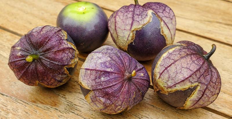 Harvested Purple Tomatillo