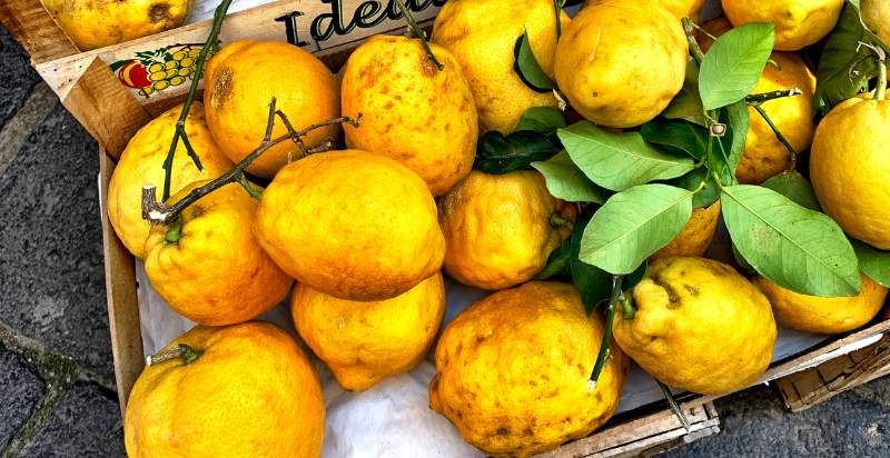 Harvested Italian Sorrento Lemons