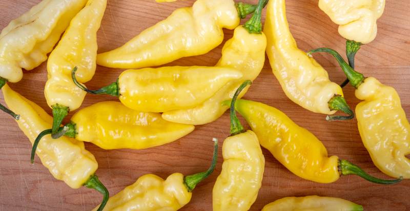 Harvested Yellow Chile Pepper