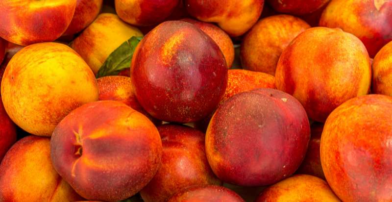 Harvested Yellow Nectarines