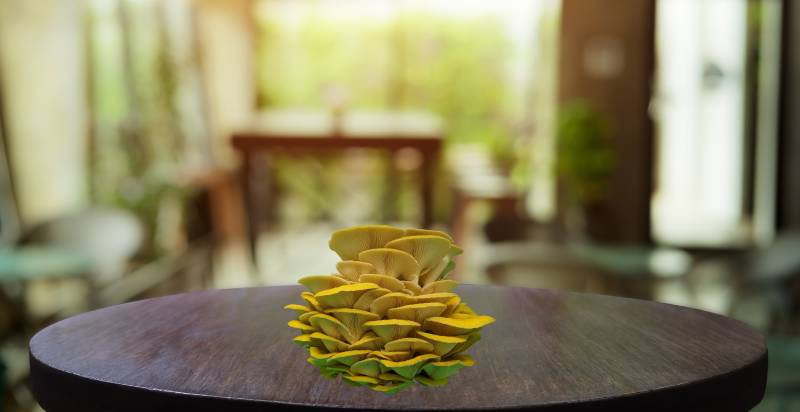 Harvested Yellow Oyster Mushrooms