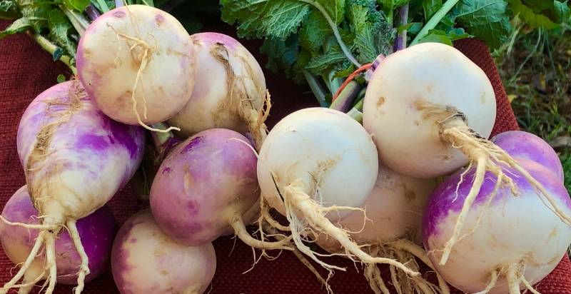 Havested Purple Top Turnips