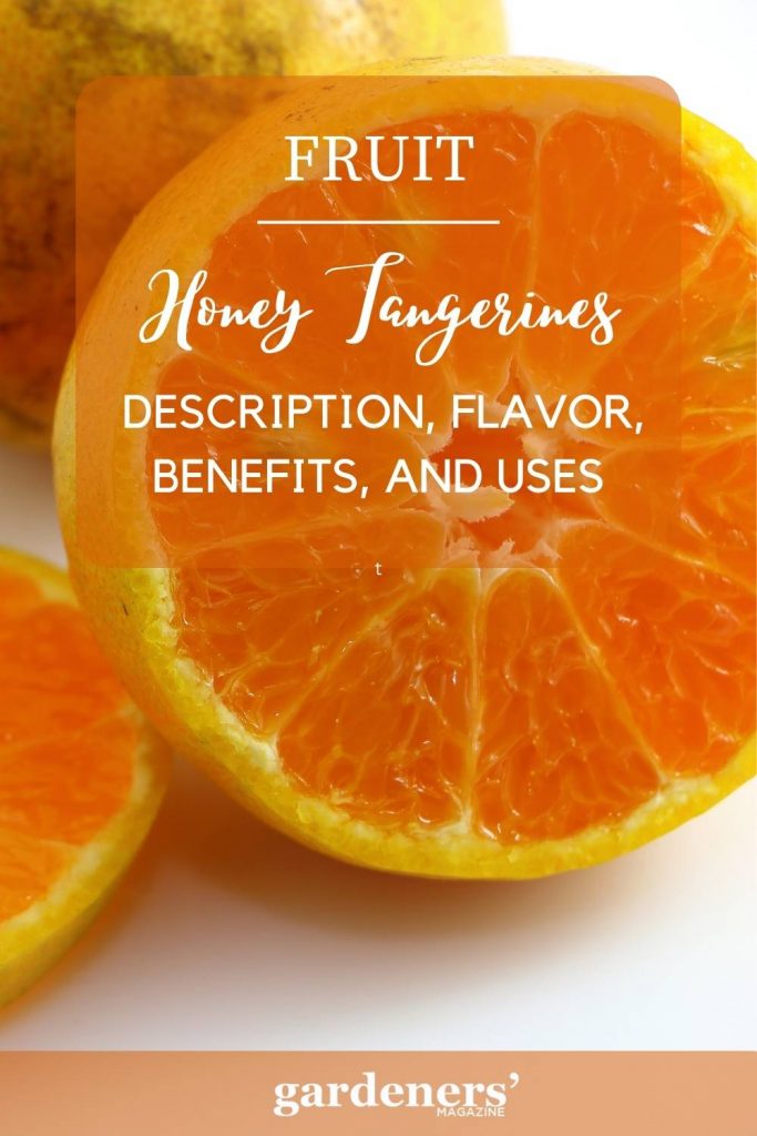 Honey Tangerines: Description, Flavor, Benefits, And Uses - Gardeners ...