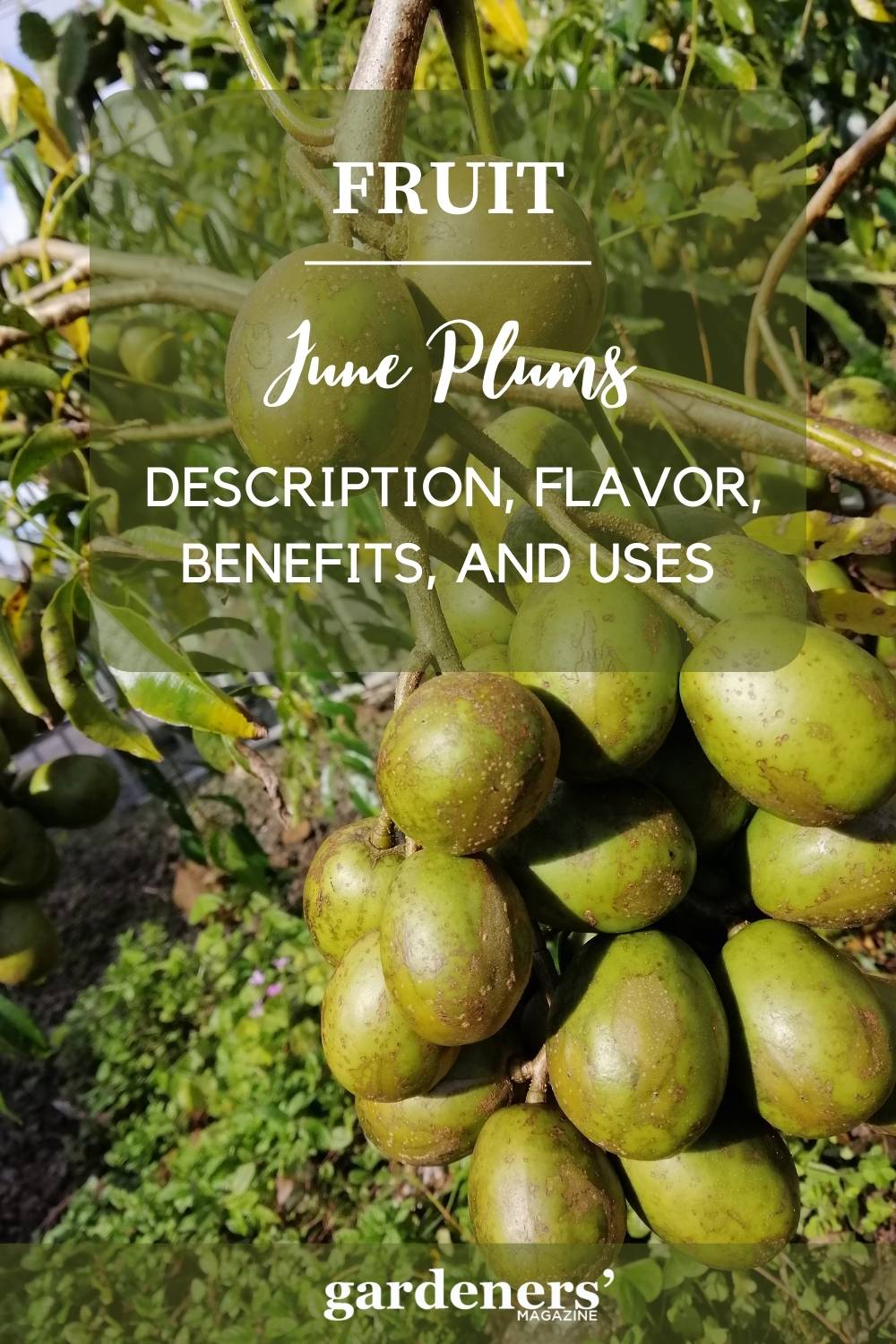 june-plums-description-flavor-benefits-and-uses-gardeners-magazine