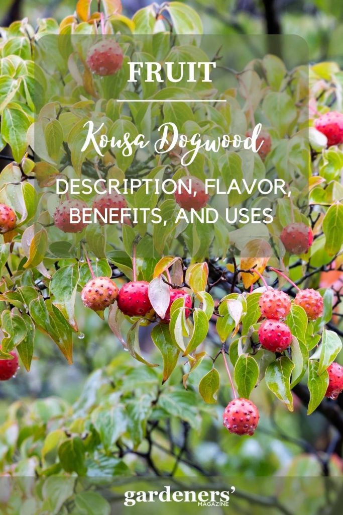 Kousa Dogwood Fruit Description