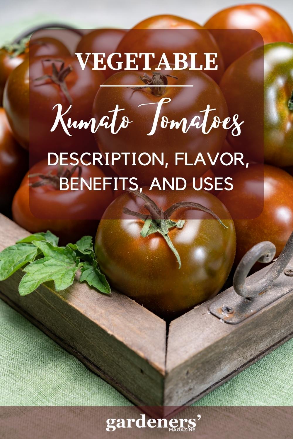 Kumato Heirloom Tomatoes Description, Flavor, Benefits, And Uses