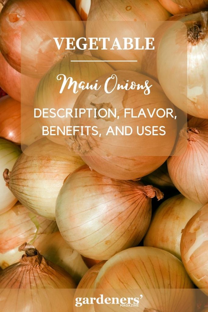 Maui Onions Description, Flavor, Benefits, And Uses Gardeners' Magazine