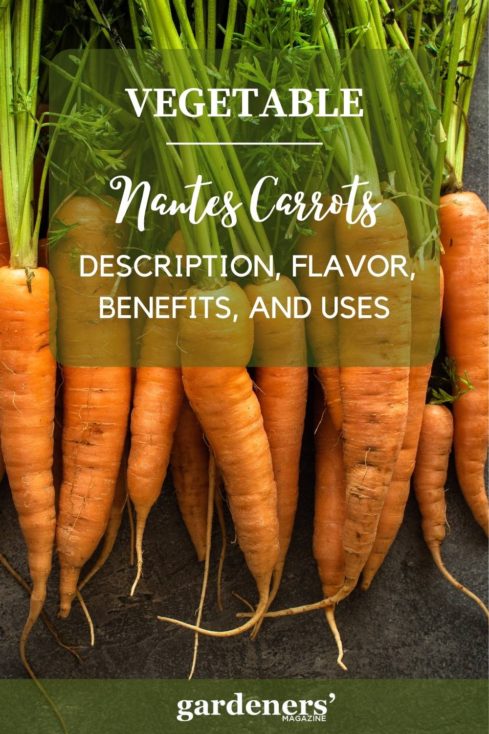 Nantes Carrots Description, Flavor, Benefits, And Uses Gardeners' Magazine