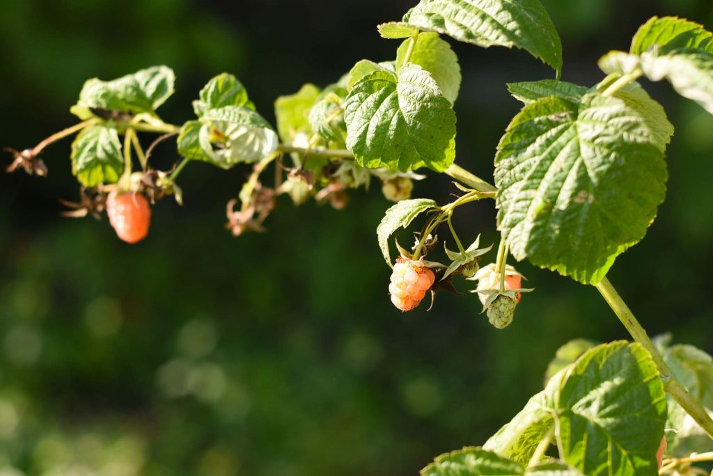 Orange Raspberries Description, Flavor, Benefits, And Uses Gardeners