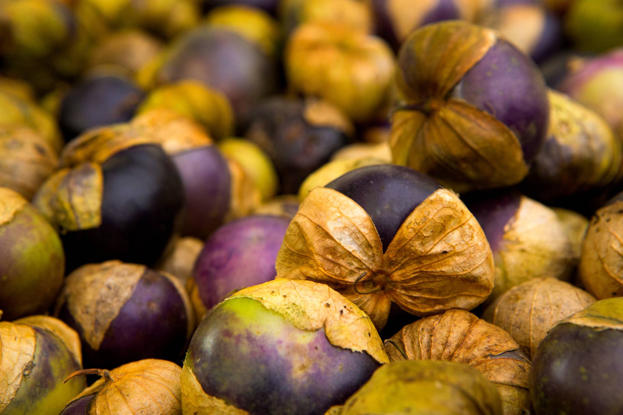 Purple Tomatillo