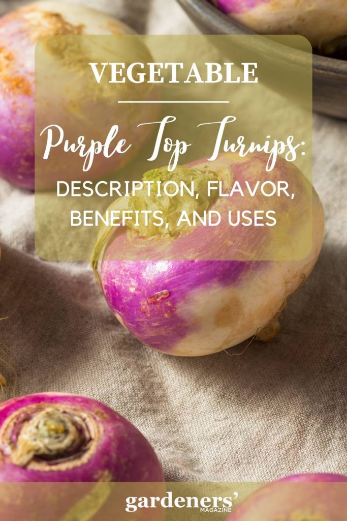 Purple Top Turnips Description