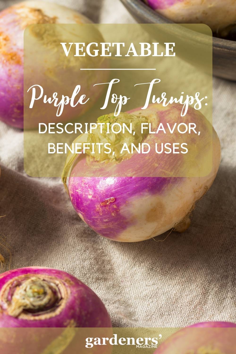 Purple Top Turnips Description, Flavor, Benefits, And Uses Gardeners