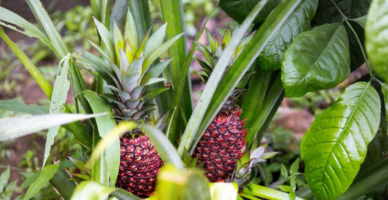 Ready To Harvest Red Pineapples